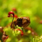 Kleine Kröte im Tamarisken Thuja Moos