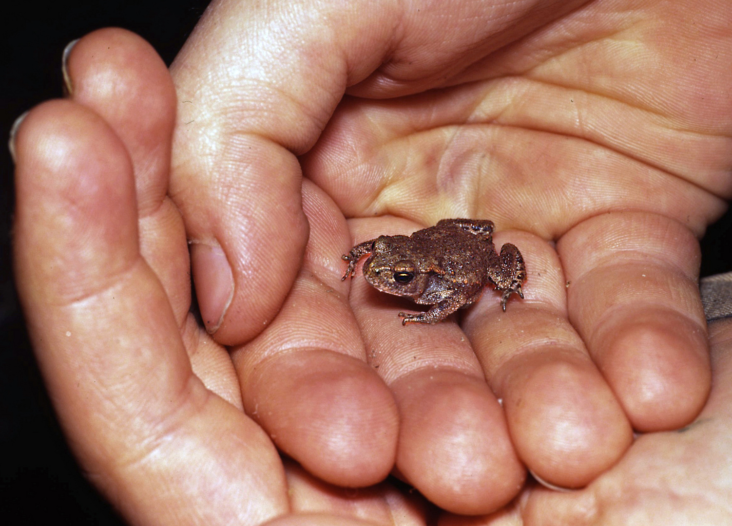 Kleine Kröte in der Hand 