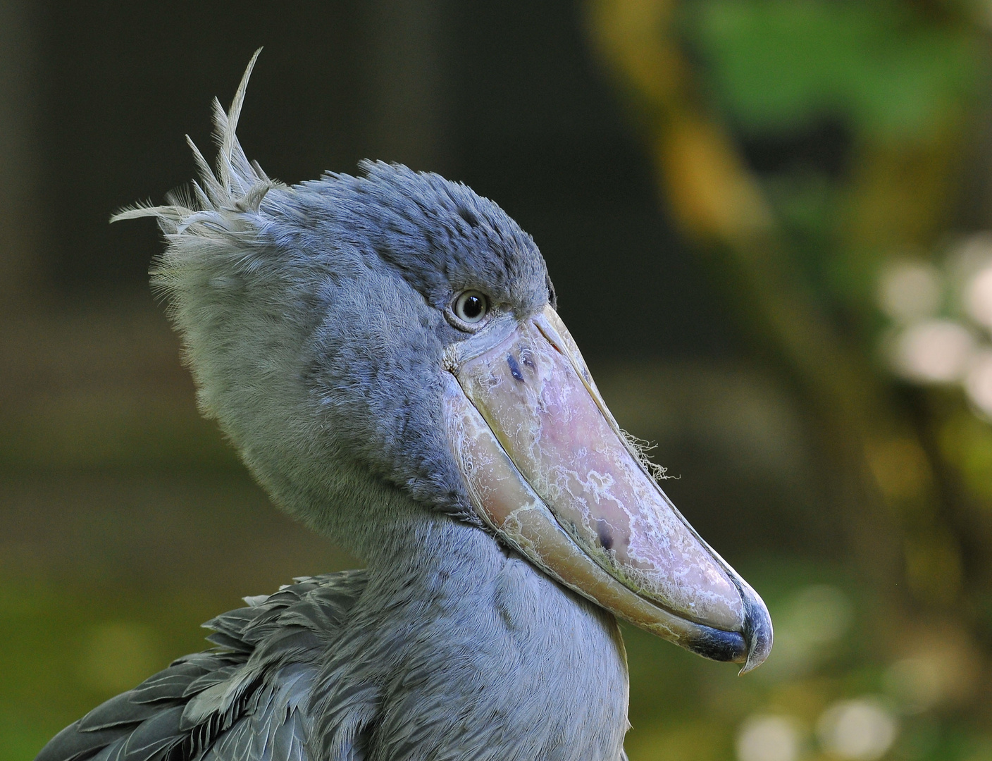 kleine Krokodile