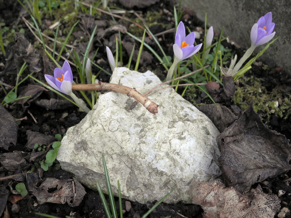 kleine Krokusse