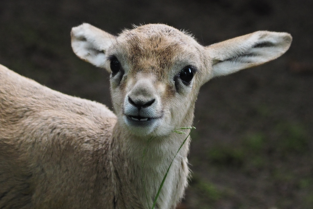 Kleine Kropfgazelle...