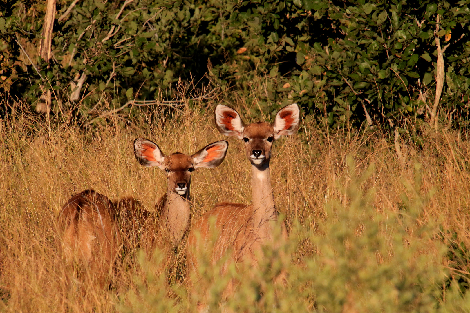 kleine Kudus auf Beobachtung