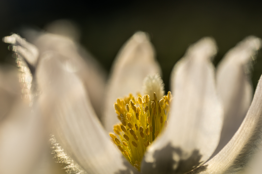 kleine Küchenschelle...in der Morgensonne...