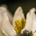 kleine Küchenschelle...in der Morgensonne...