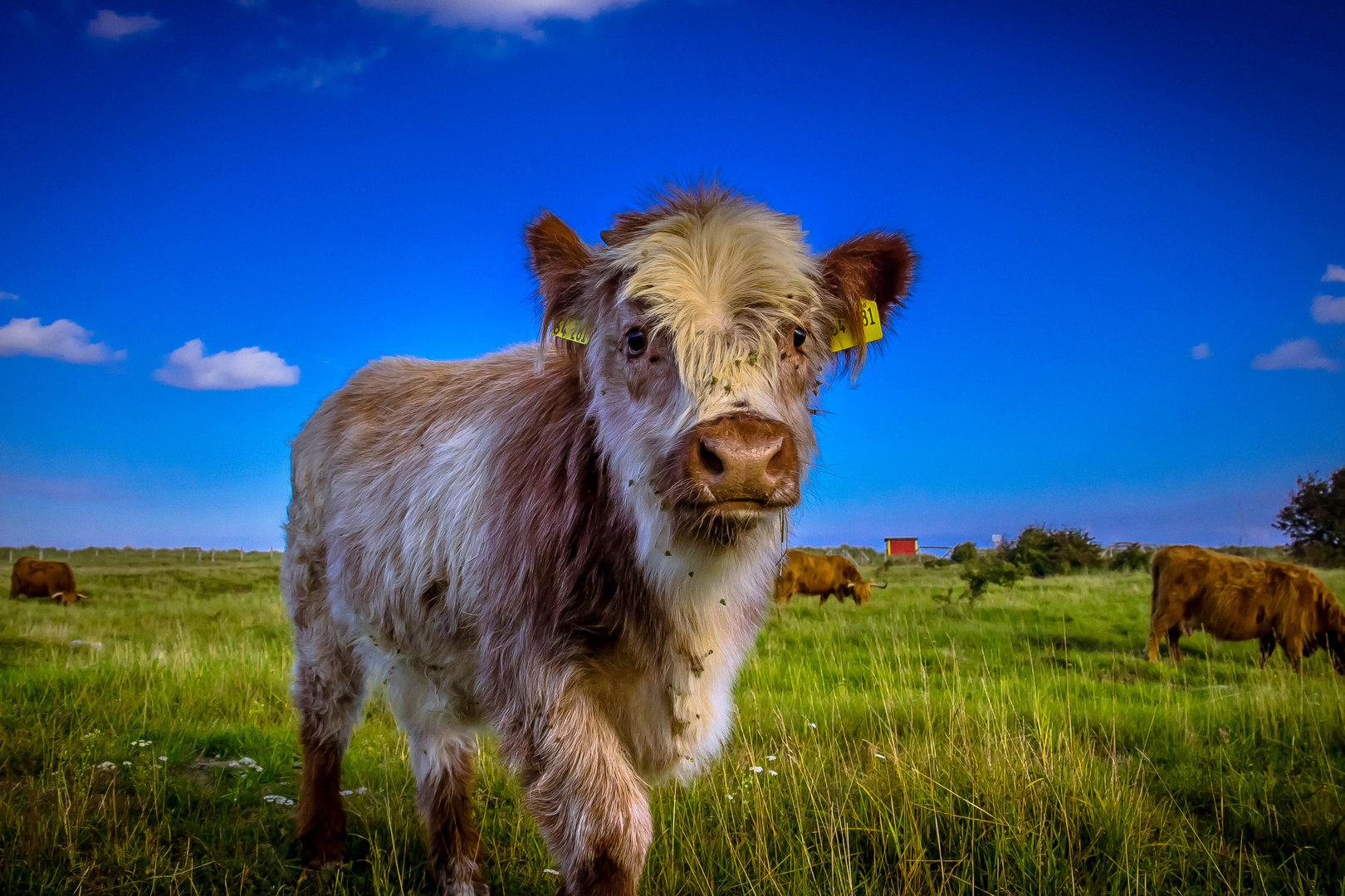 Kleine Kuh Foto Bild Natur Bilder Auf Fotocommunity