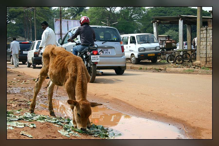 kleine Kuh in Bangalore