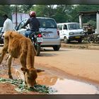 kleine Kuh in Bangalore