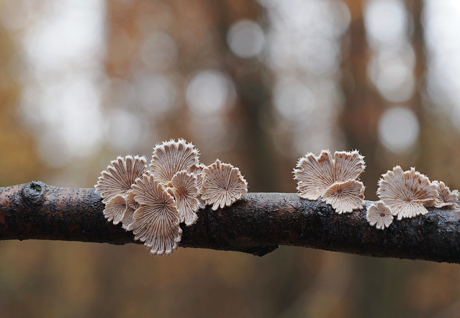 Kleine Kunstwerke aus dem Wald 