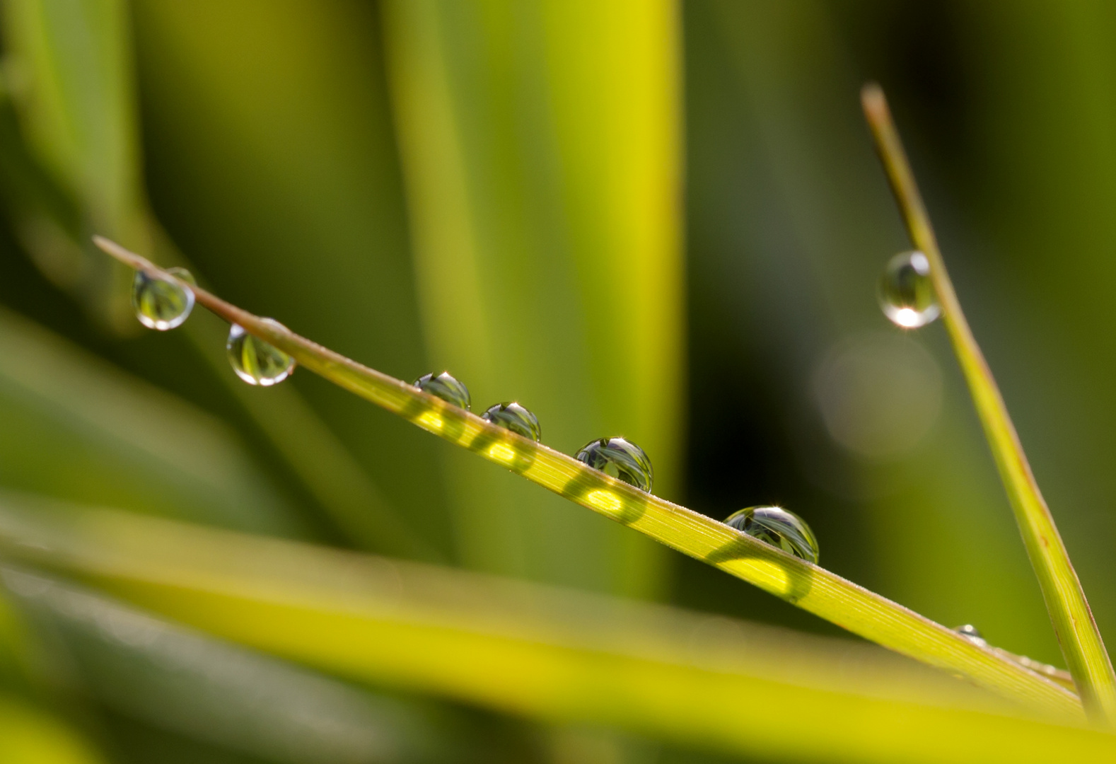 Kleine Kunstwerke der Natur