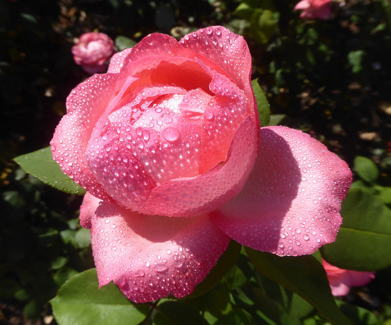 kleine lachsrote Rosenblüte mit Wassertropfen