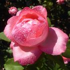 kleine lachsrote Rosenblüte mit Wassertropfen