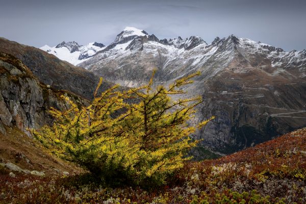 Kleine Lärche mit Aussicht