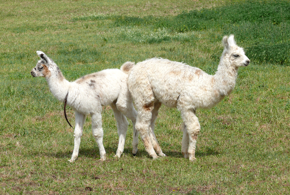 Kleine Lamas