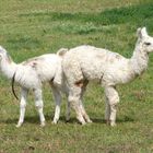 Kleine Lamas