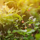 kleine Lampions im Wald (Heidelbeeren