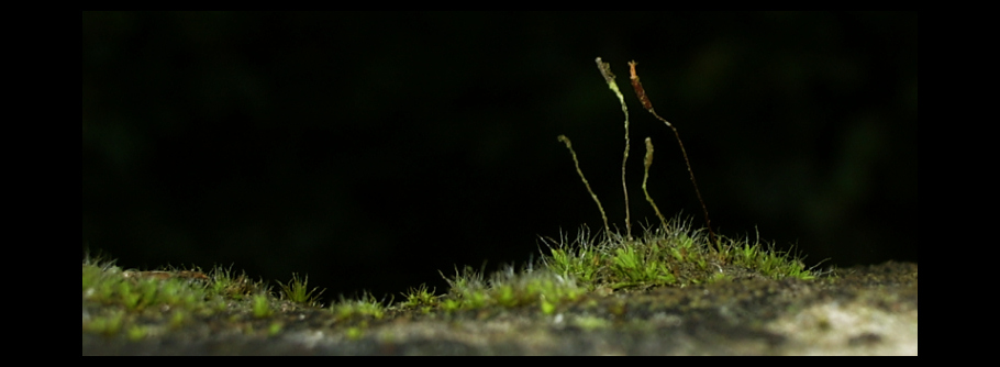 kleine Landschaft