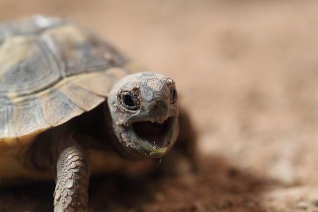 kleine Landschildkröte gaaanz groß