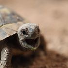 kleine Landschildkröte gaaanz groß