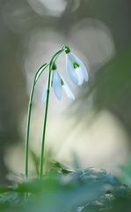 kleine Laternchen im Wald