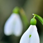 kleine Laternen