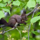 Kleine Leckereien zum Frühstück... Eichhörnchen (Sciurus) frisst Ulmensamen