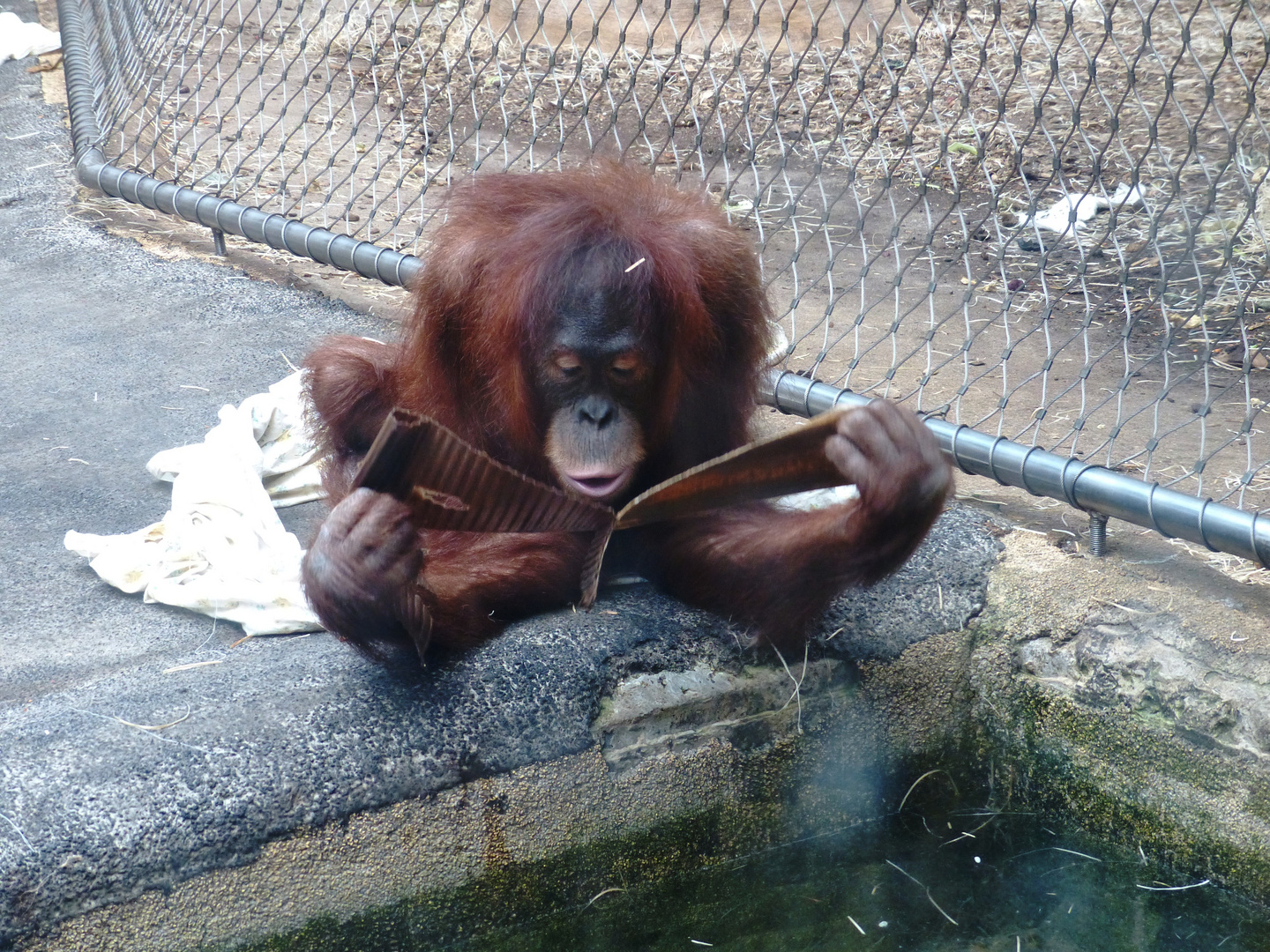 Kleine Lektüre im Zoo Dortmund