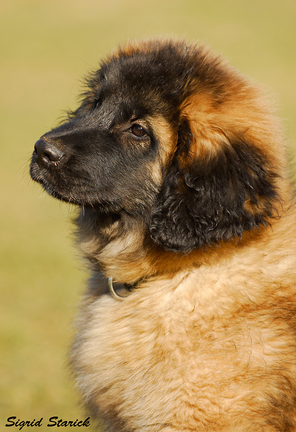 Kleine Leonberger-Hündin