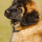 Kleine Leonberger-Hündin