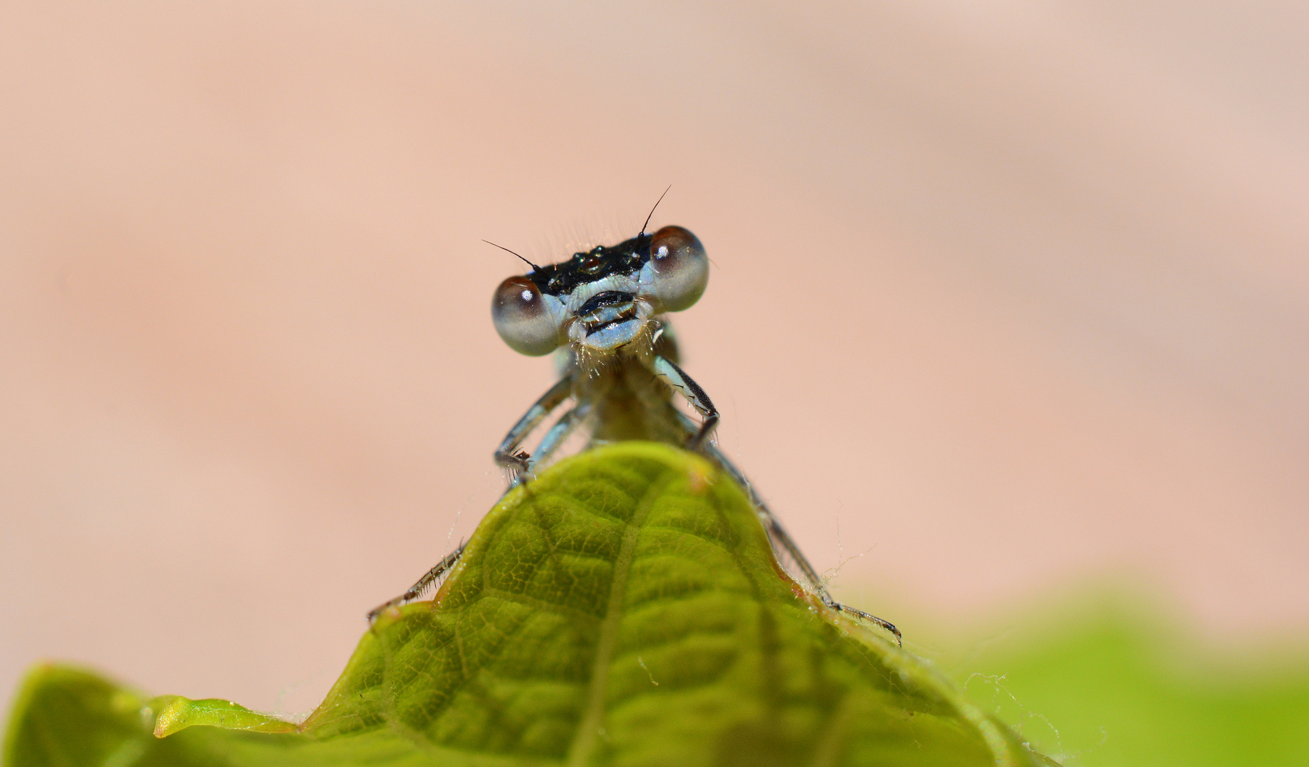 kleine Libele ganz gross