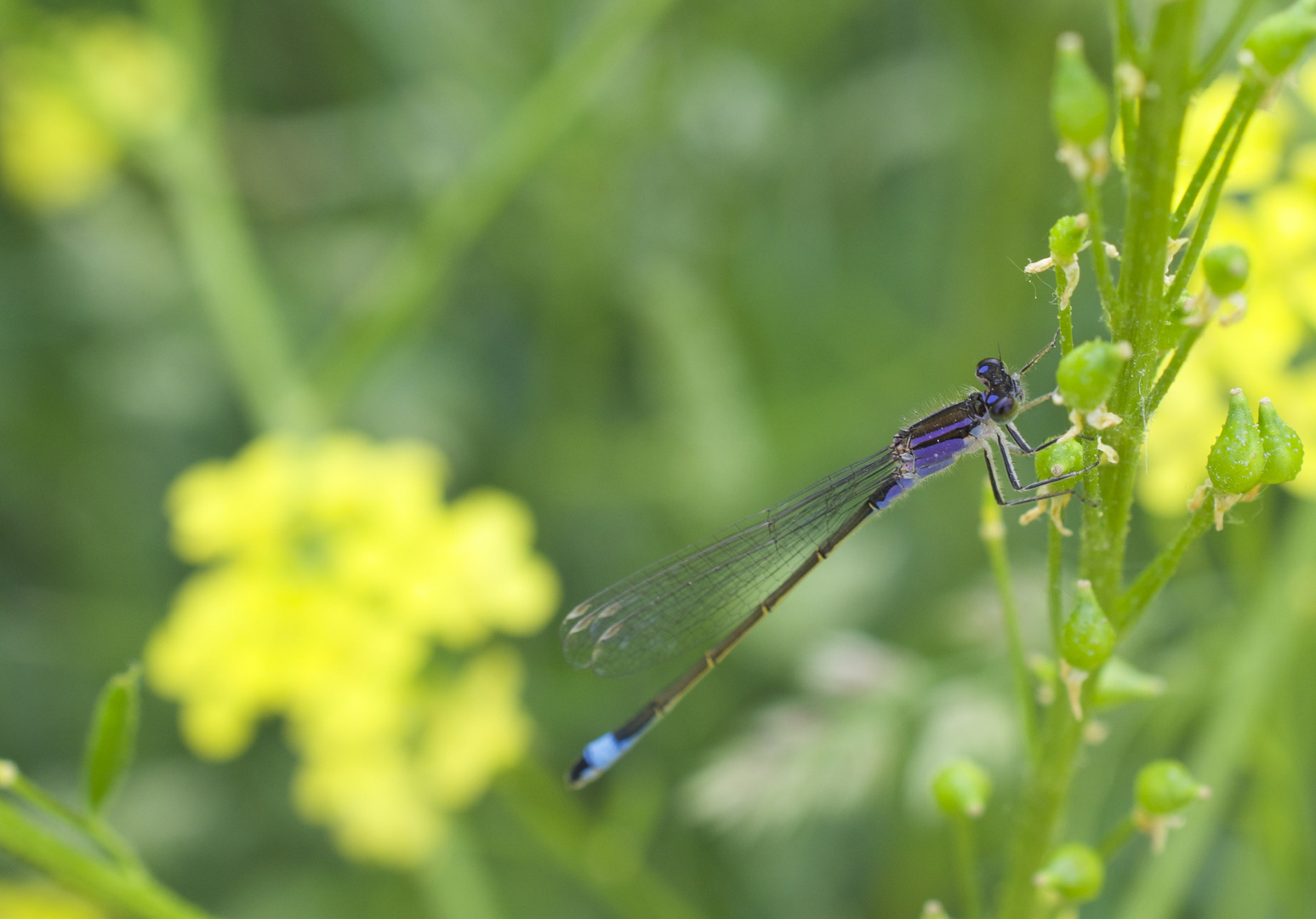 Kleine LIBELLE 