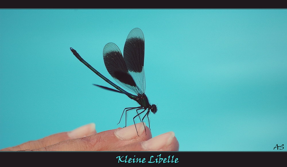 Kleine Libelle 1