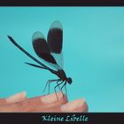 Kleine Libelle 1