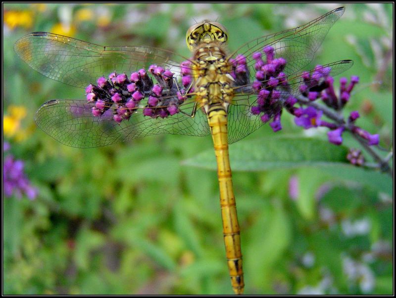 Kleine Libelle 1