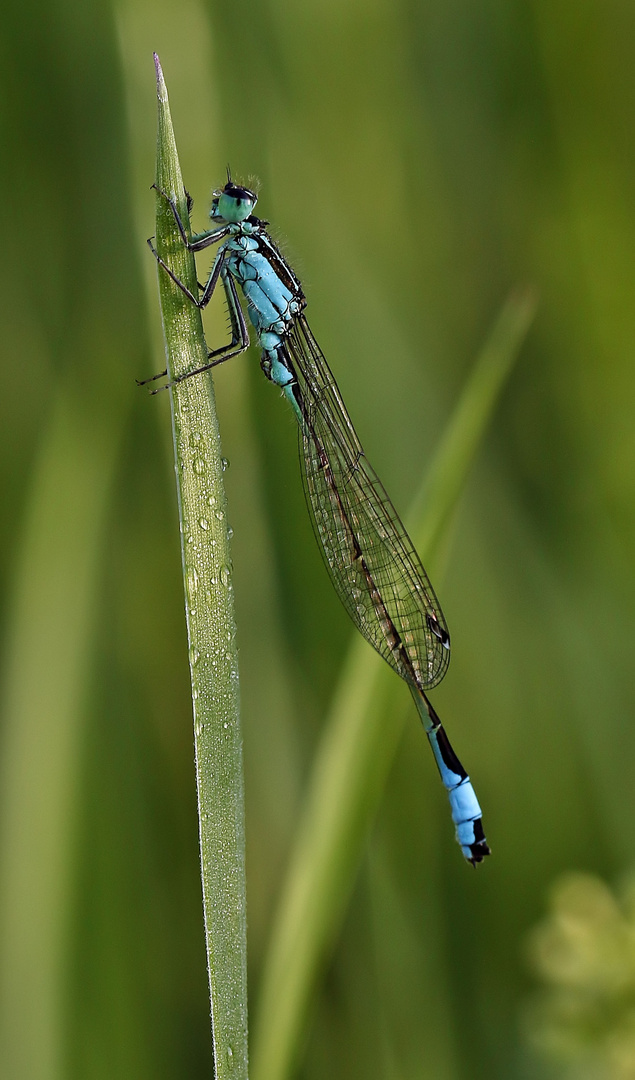 Kleine Libelle