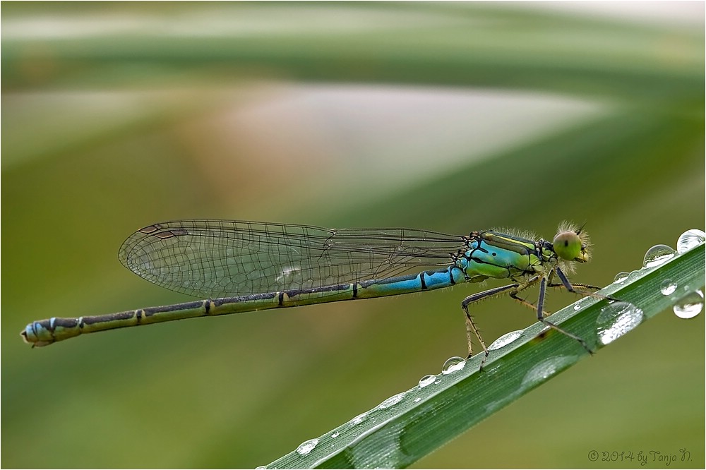 kleine Libelle