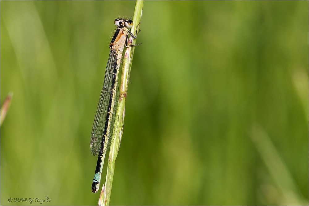 kleine Libelle