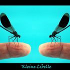 Kleine Libelle 2