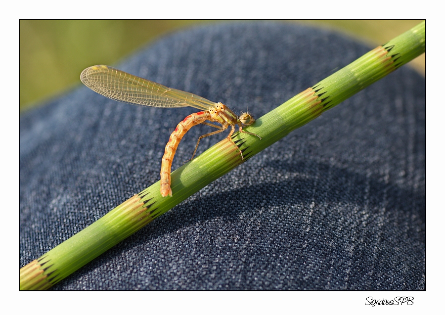 Kleine Libelle...