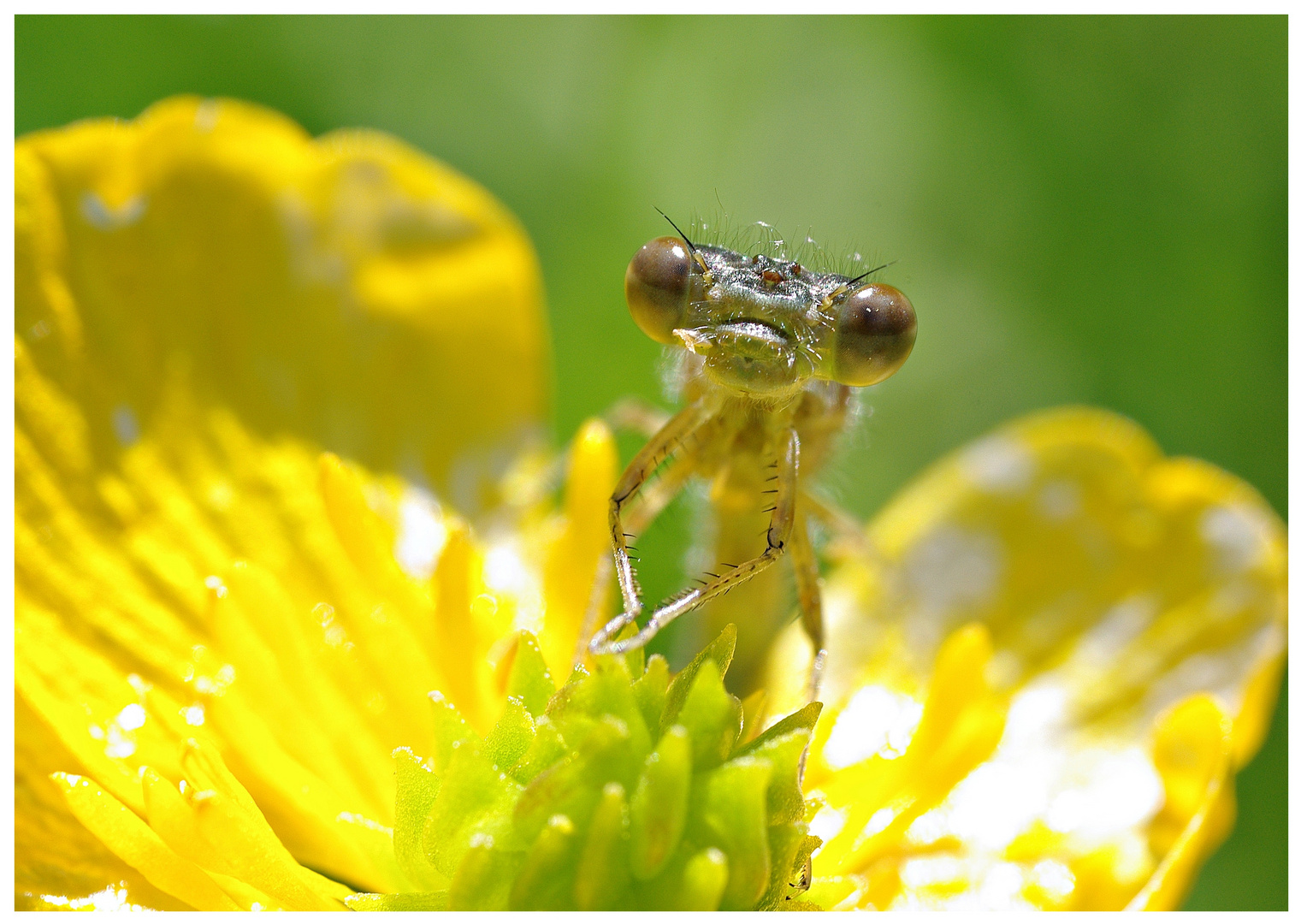 kleine Libelle