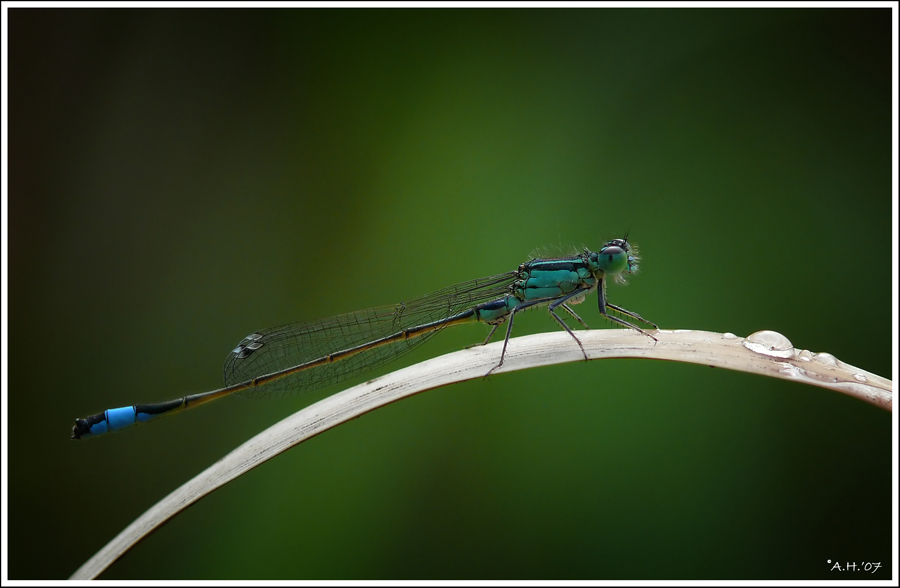 Kleine Libelle (3)