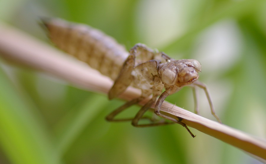 kleine Libelle