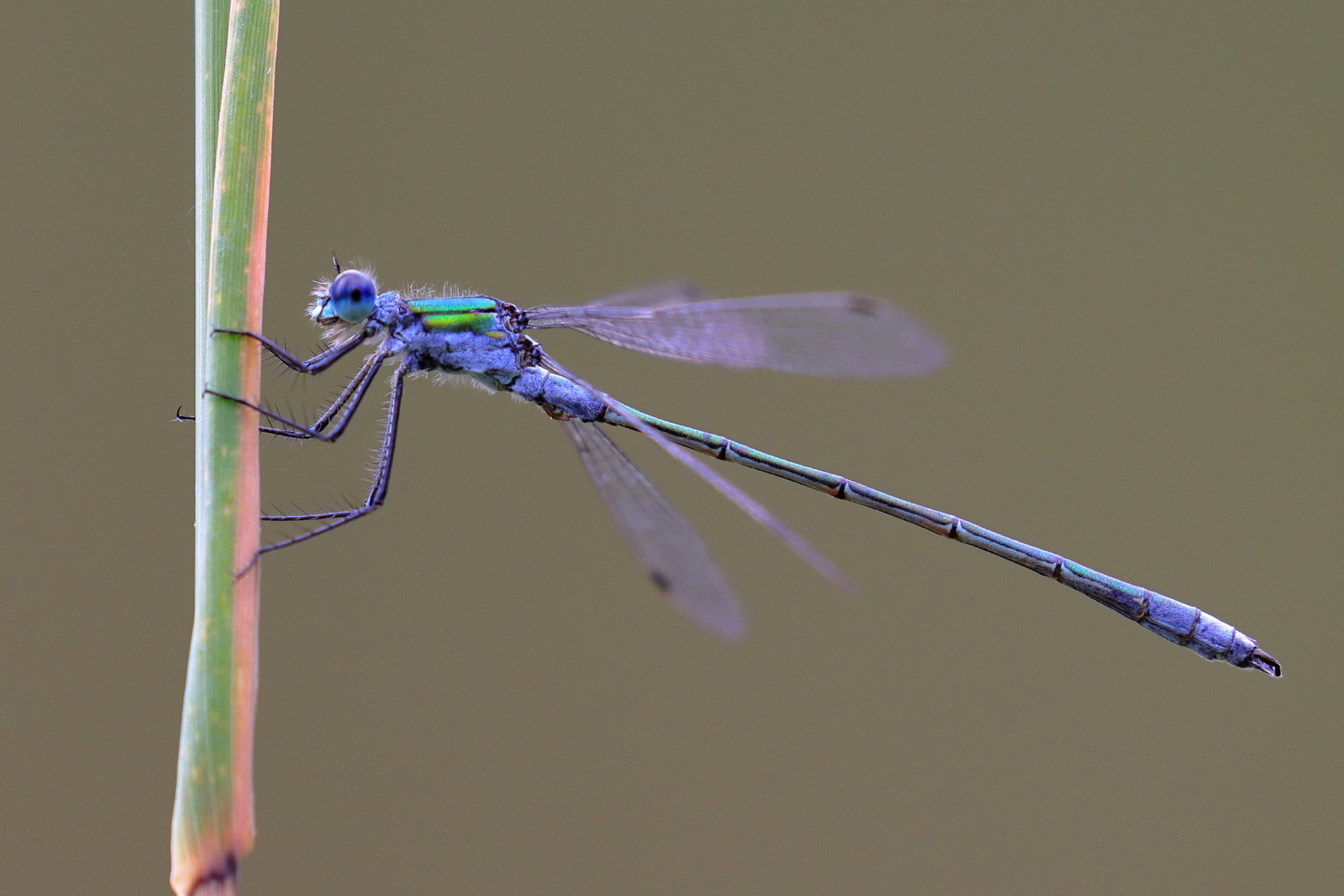 Kleine Libelle