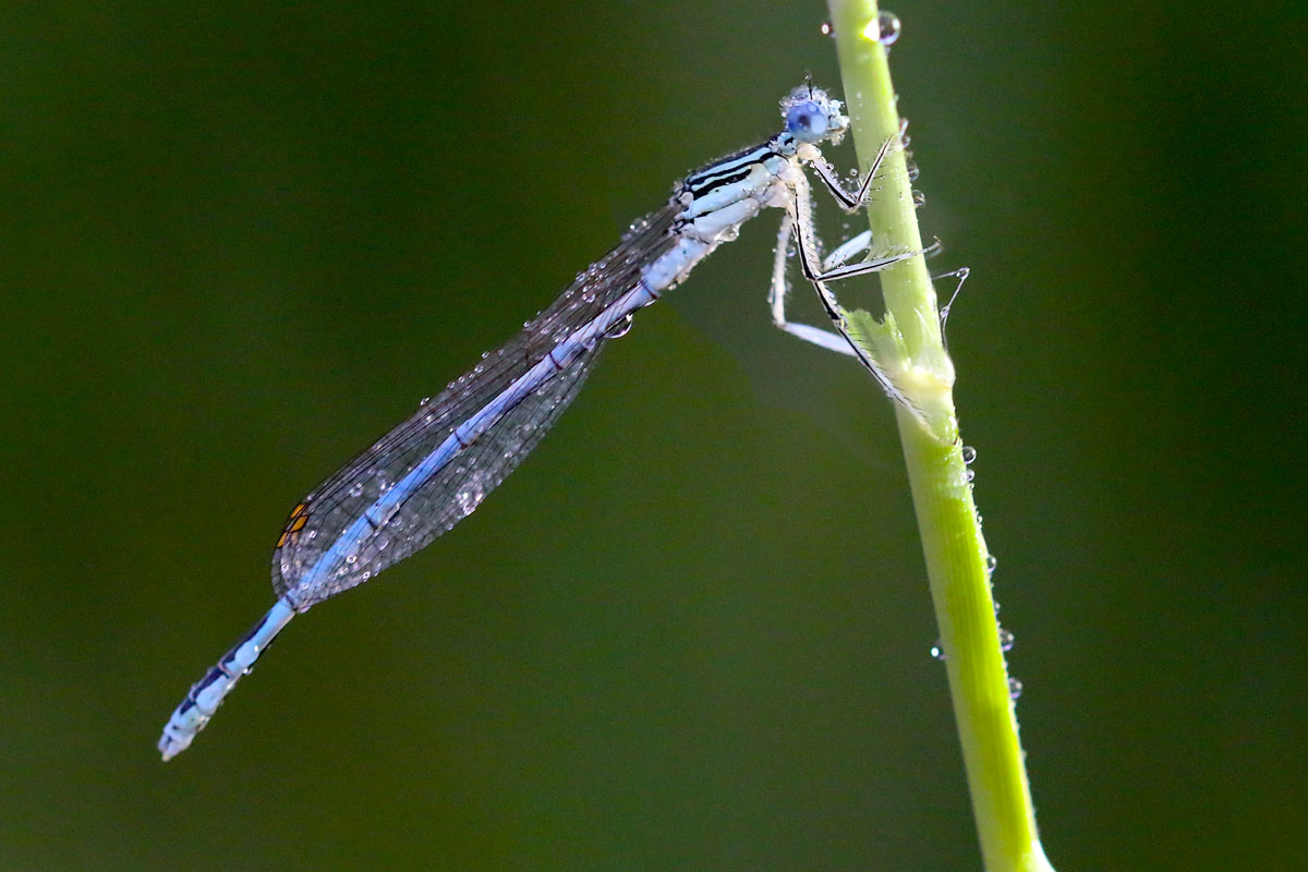 kleine Libelle