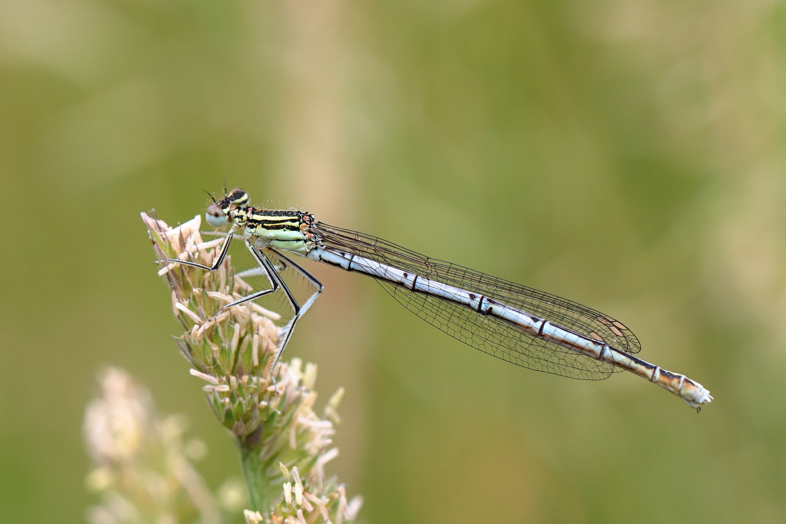 Kleine Libelle