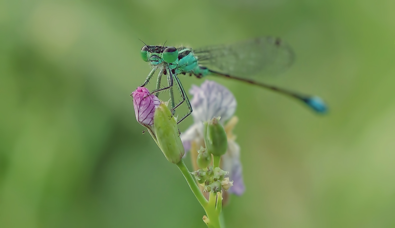 Kleine Libelle