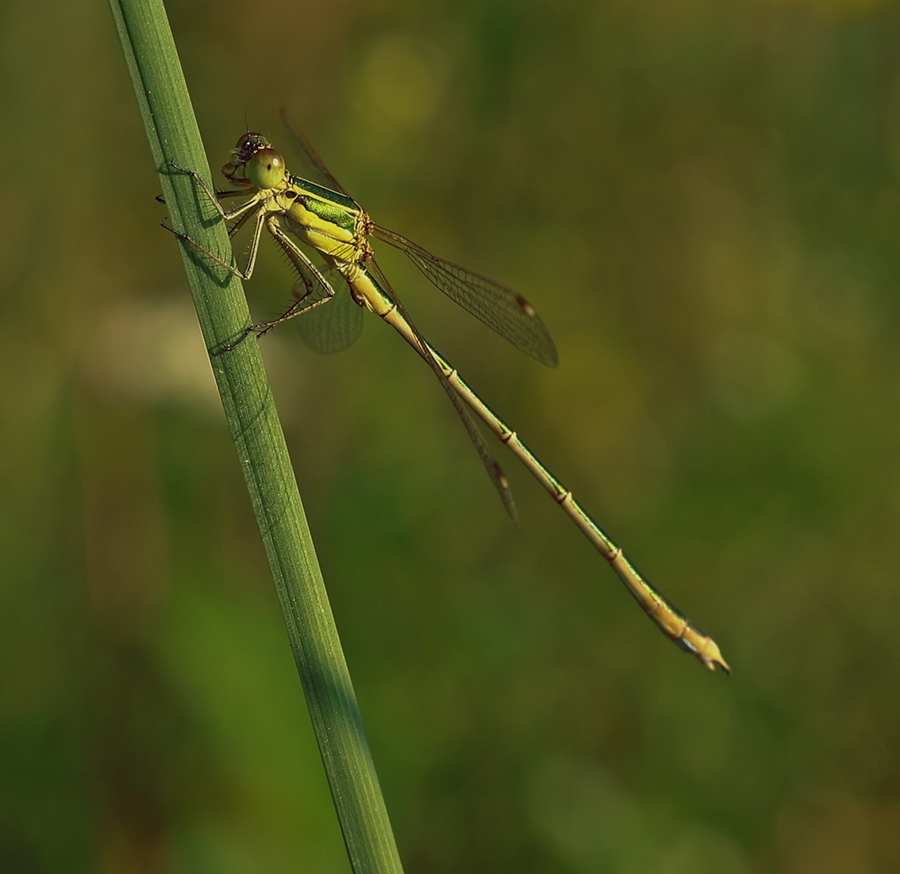 Kleine Libelle