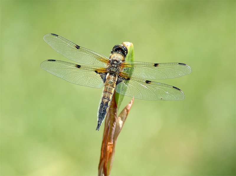 kleine Libelle