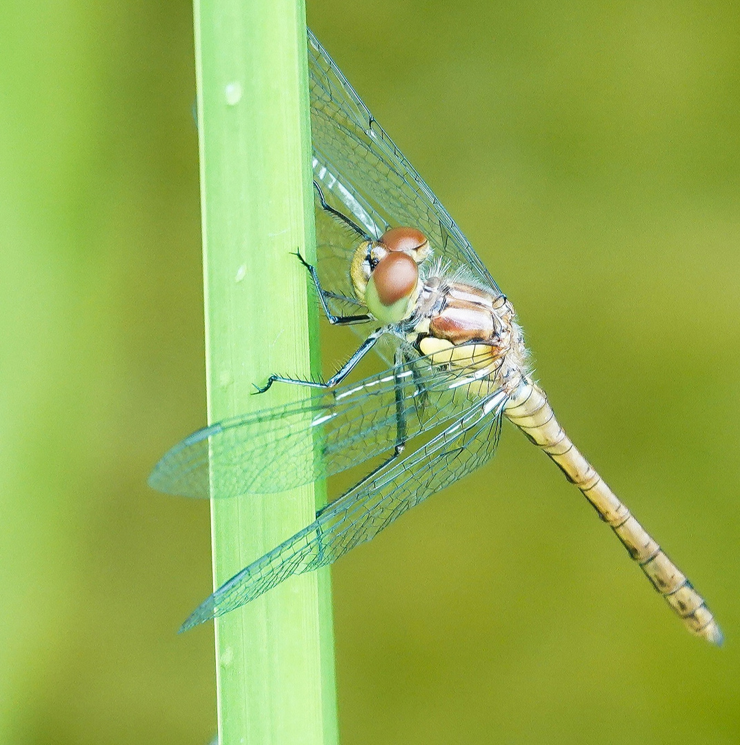 Kleine Libelle 