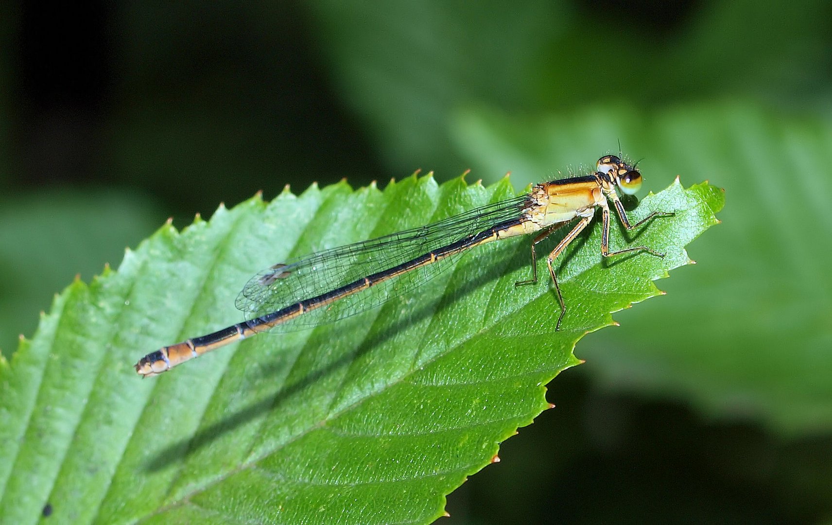 Kleine Libelle....