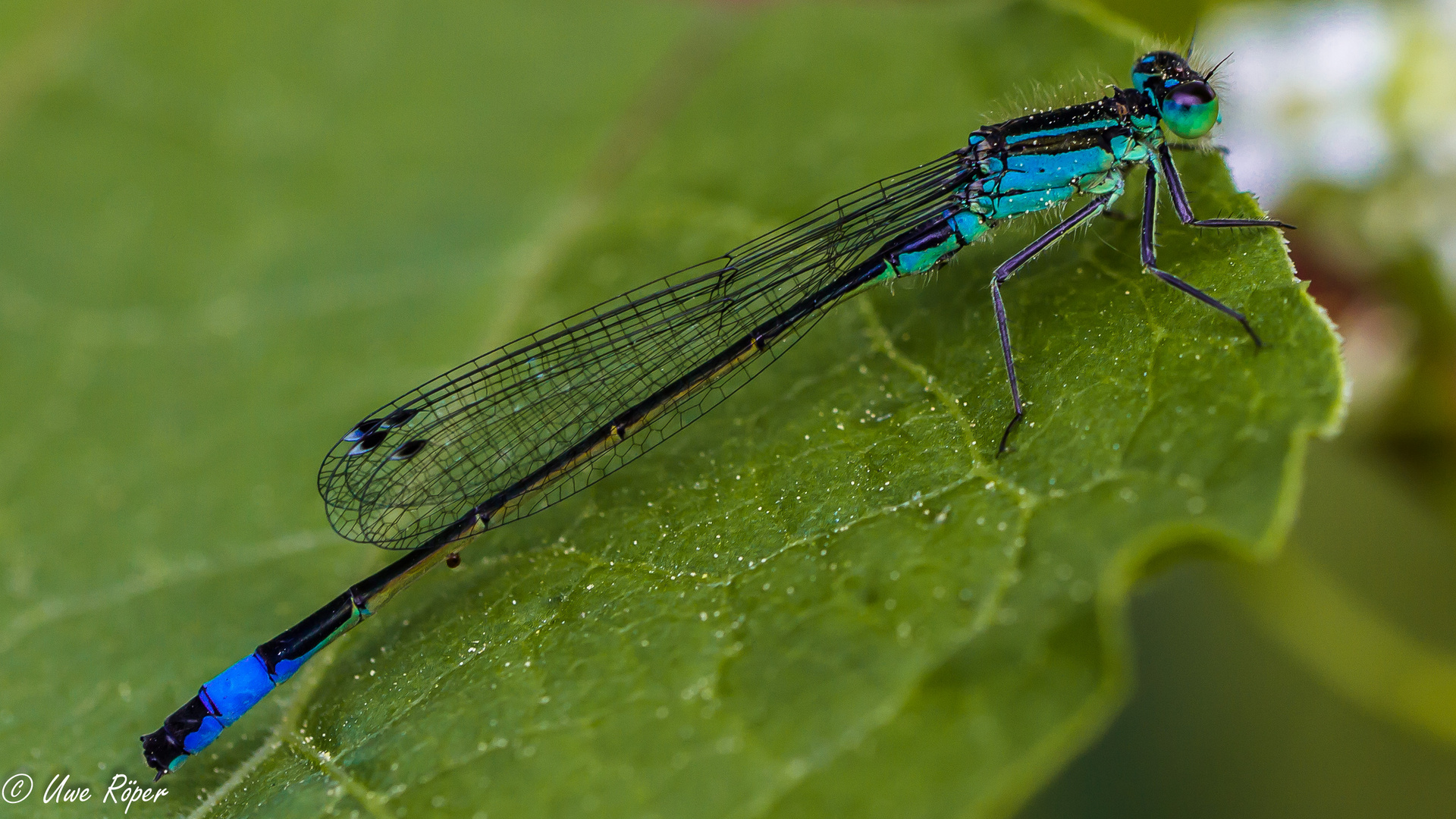 Kleine Libelle